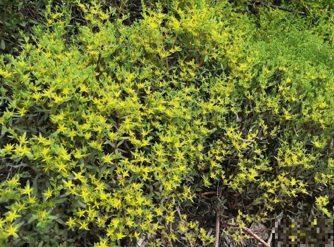 别花钱买了,这花野生一大堆,挖还是不挖? 别花钱买了,这花野生一大堆,挖还是不挖?