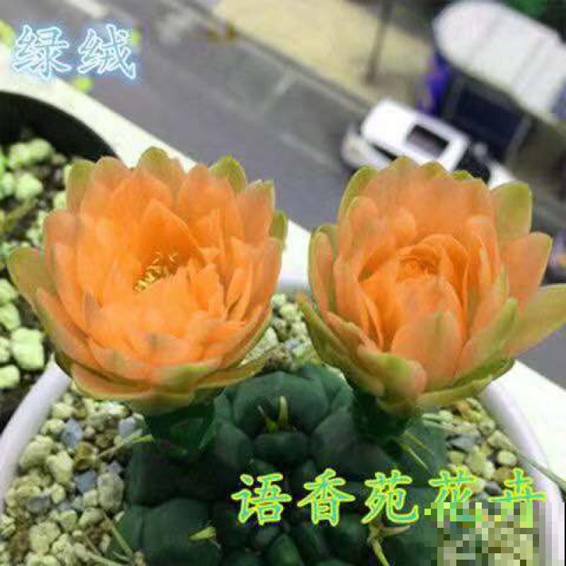 开花的仙人球,刷一下、结籽千千万,撒土里冒一盆苗! 开花的仙人球,刷一下、结籽千千万,撒土里冒一盆苗!