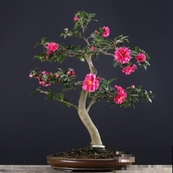 惊艳的6大盆景造型,中国植物艺术的巅峰,收藏起来! 惊艳的6大盆景造型,中国植物艺术的巅峰,收藏起来!