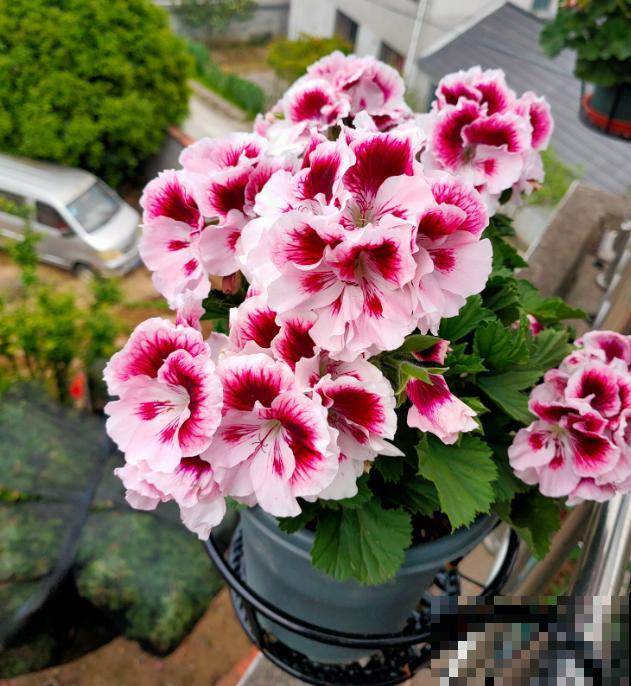 天竺葵最美的20个品种,不养一盆,对不起自己! 天竺葵最美的20个品种,不养一盆,对不起自己!