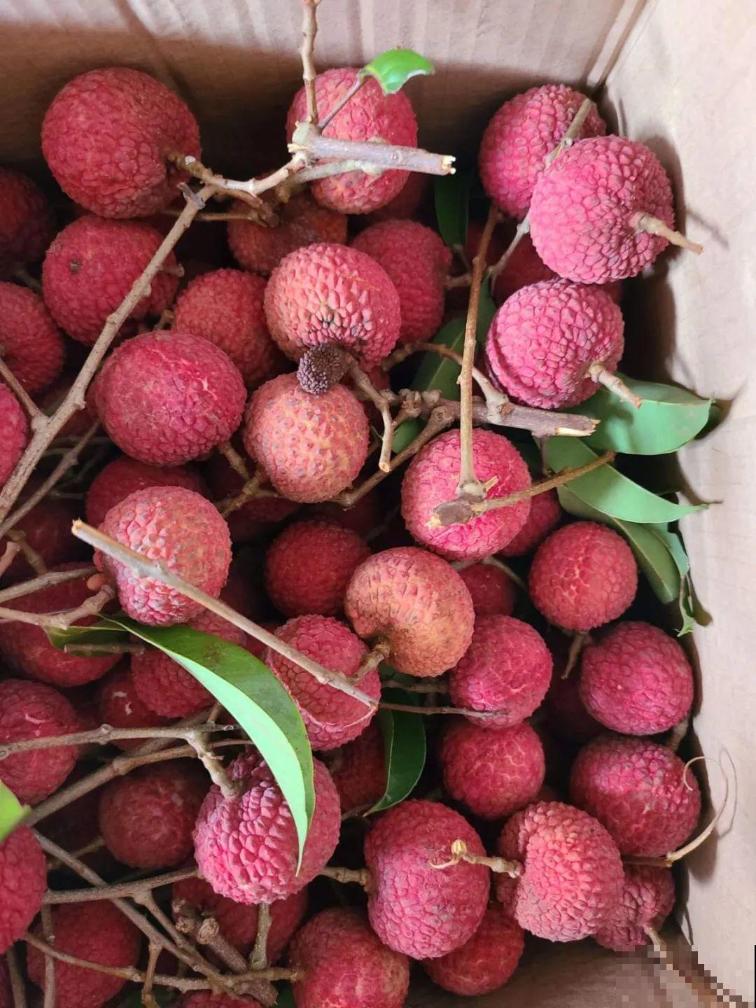 西红柿、玉米……埋土里，7天长成小森林，结出果子一大筐！