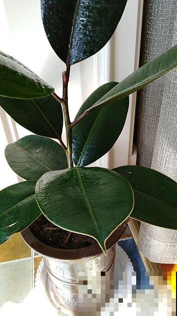 橡皮树入秋就掉叶，不能猛晒太阳，不然就叶子都灼伤了