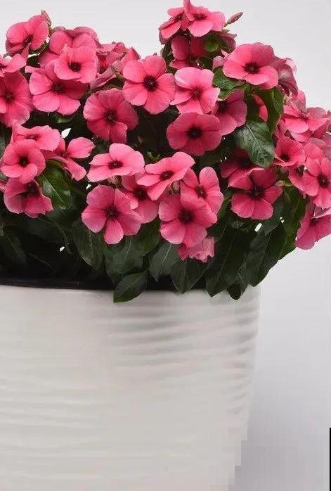 1种花是开花机器，只要温度合适，一年四季都能开花