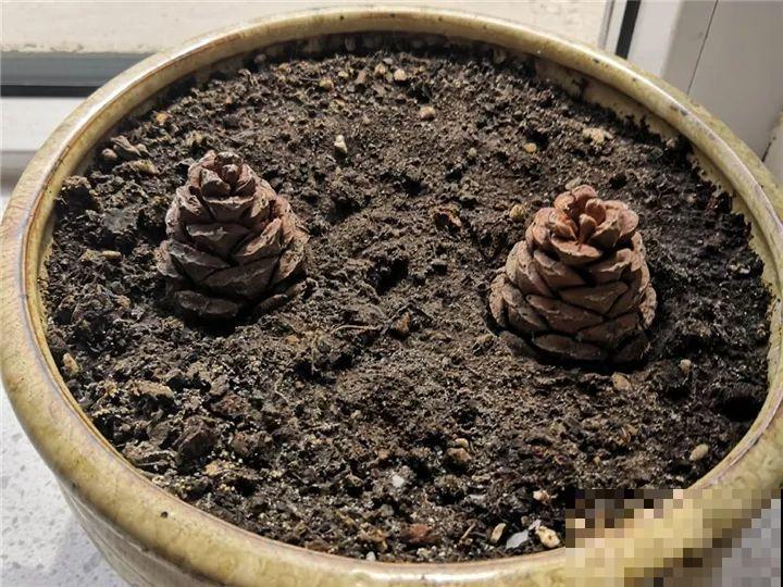 西红柿、玉米……埋土里，7天长成小森林，结出果子一大筐！