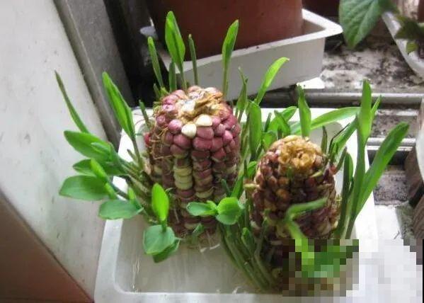 西红柿、玉米……埋土里，7天长成小森林，结出果子一大筐！