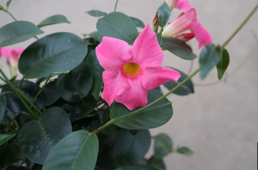 “开花机器”双腺藤,好看还爱爬墙,一年四季开花不停! “开花机器”双腺藤,好看还爱爬墙,一年四季开花不停!