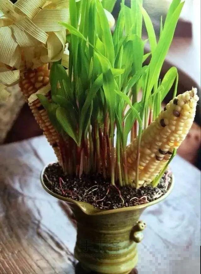 西红柿、玉米……埋土里，7天长成小森林，结出果子一大筐！