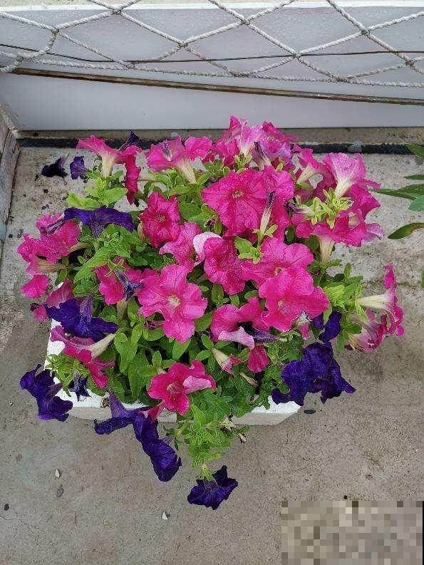 扶桑花吃了名字亏,还是叫朱槿好听,开花鲜艳花期还长 扶桑花吃了名字亏,还是叫朱槿好听,开花鲜艳花期还长