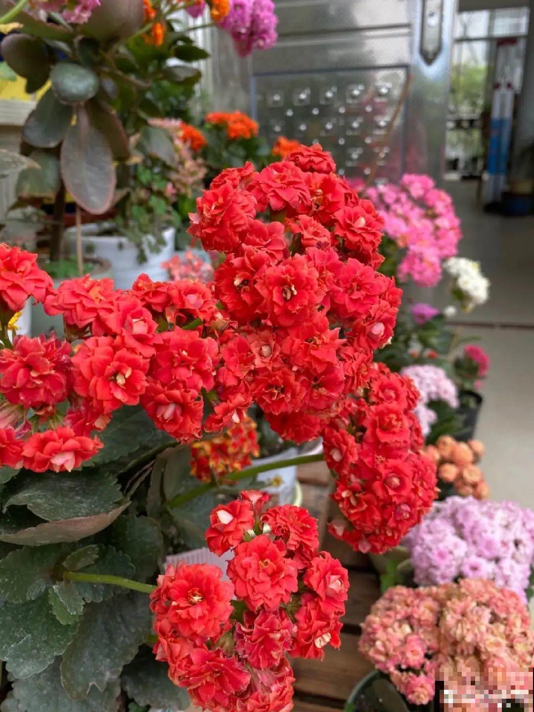 20种花秋天浇水避坑指南,现在就注意,来年长更好! 20种花秋天浇水避坑指南,现在就注意,来年长更好!