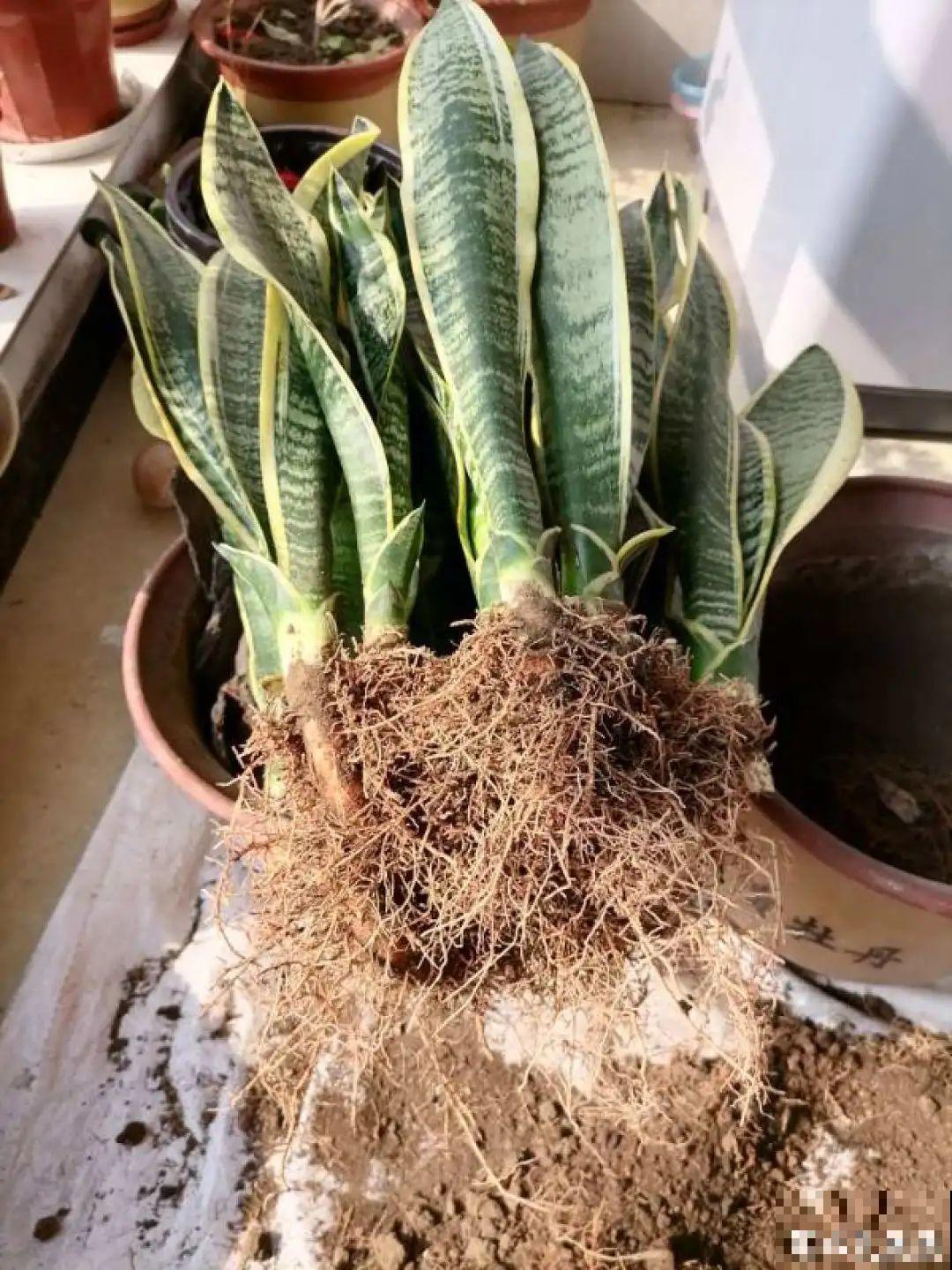 秋凉容易生虫子，月季招来害虫，必须赶紧换盆