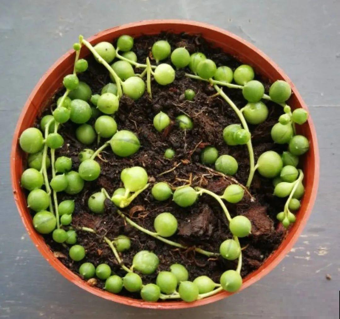 龟背竹长出长鞭子，连着茎一块砍下来，种土里就能活