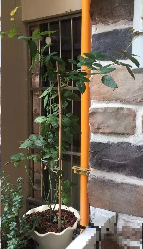 月季秋天这么养,长得快,狂冒芽,开花直到冬天! 月季秋天这么养,长得快,狂冒芽,开花直到冬天!