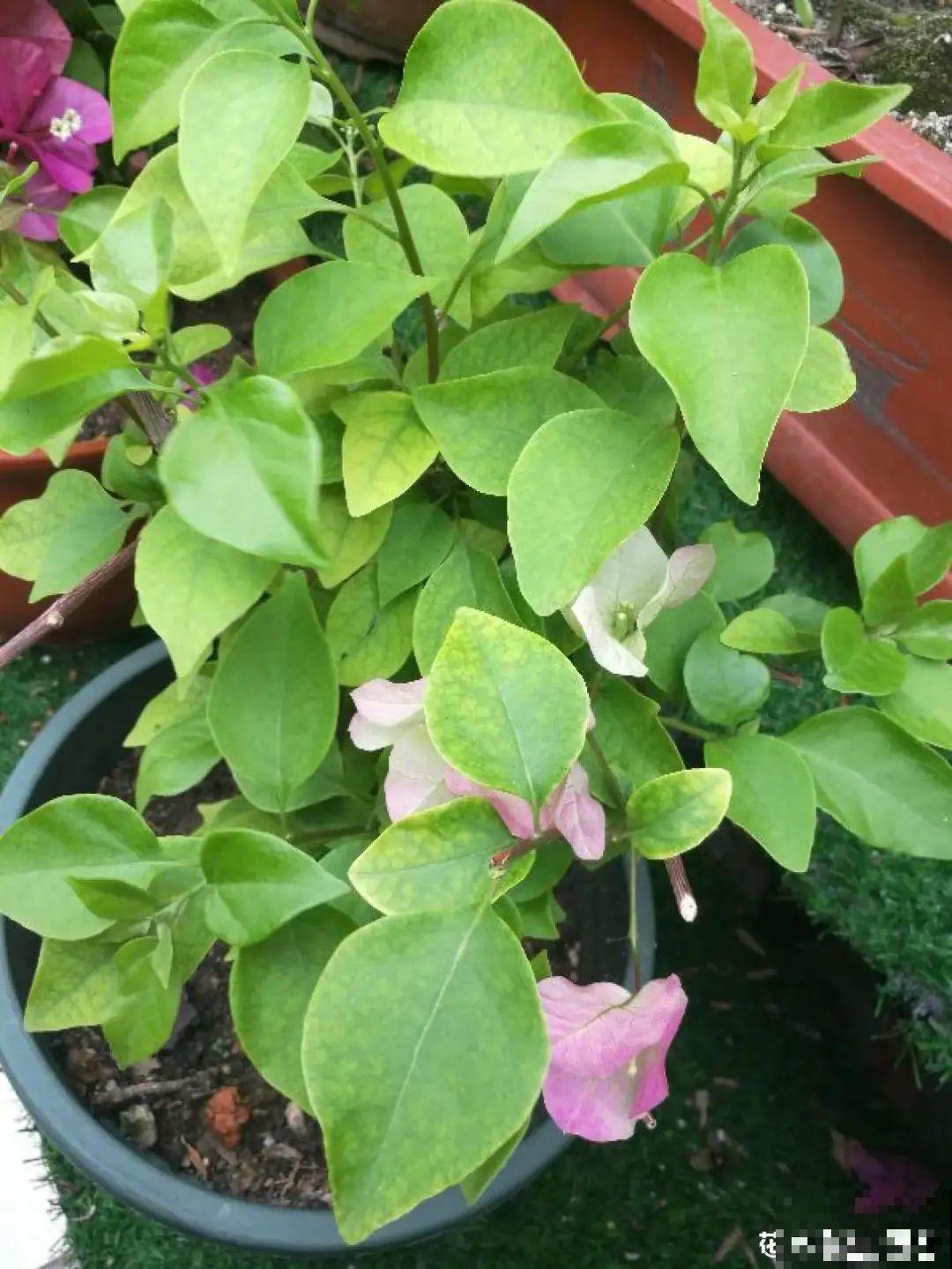 家里养3种花,最怕遇见这个,抓紧避免才能疯长! 家里养3种花,最怕遇见这个,抓紧避免才能疯长!