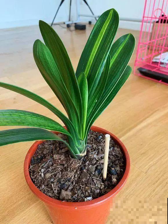 旧筷子、老干妈瓶，都是养花宝贝，做盆浇水都能用！