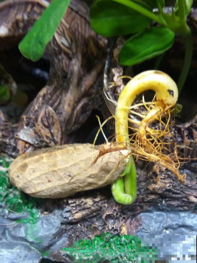 玉米掰一半，泡水里长成绿植，比花还美