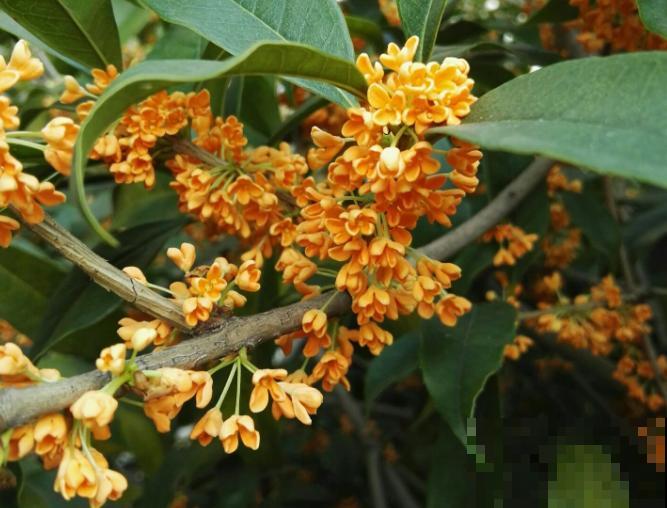 家里有这4种花，现在千万别修剪，剪了就不开花了！