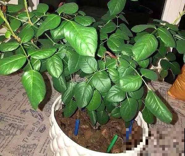 土里埋点“小料”，今年不用换盆，照样开花爆盆！