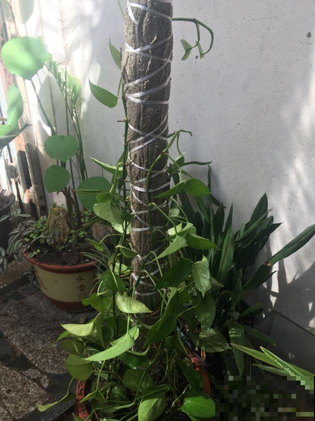 绿萝养久了,居然变成了龟背竹,还开背了? 绿萝养久了,居然变成了龟背竹,还开背了?