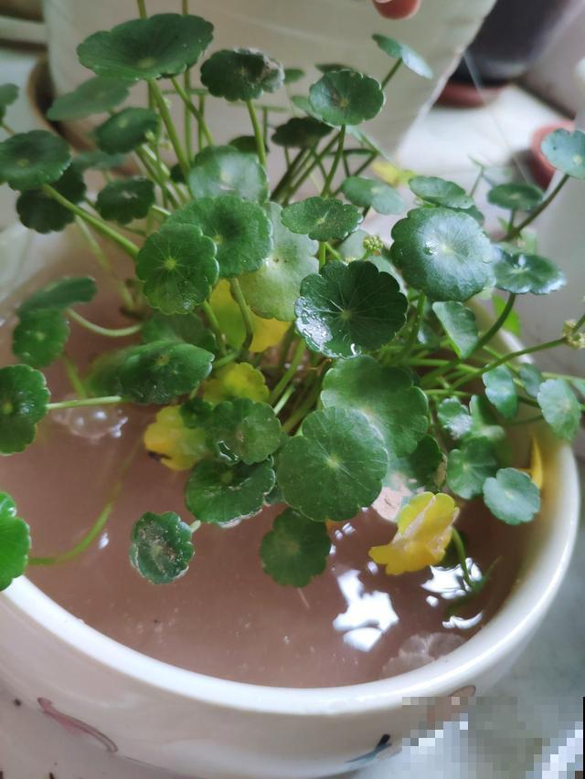 急性子人,就养这4种花,一周长好,棵棵爆盆 急性子人,就养这4种花,一周长好,棵棵爆盆