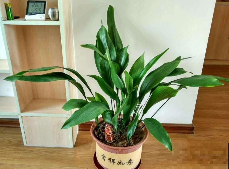 5种罕见植物，只长一片叶子一根茎，价值却很珍贵！