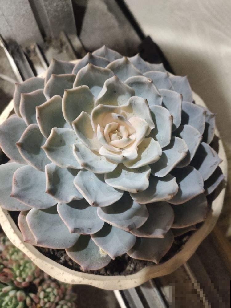 现在是多肉生长期，好养繁殖力强，入手超划算