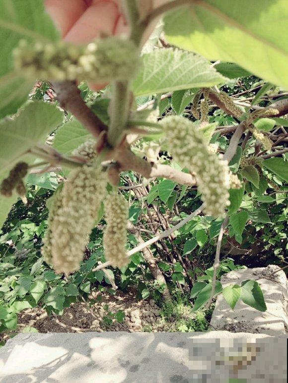 构树全身都是宝,花穗和果子都能吃,叶子还能洗碗! 构树全身都是宝,花穗和果子都能吃,叶子还能洗碗!