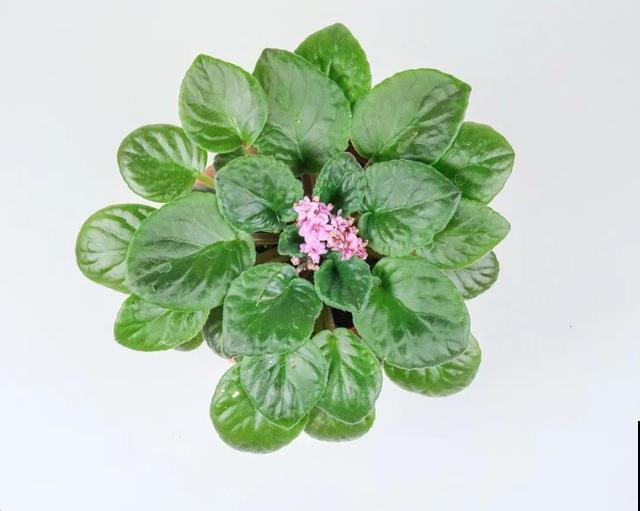 这花最娇气，叶子一喷水，立马就烂了！