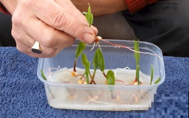 玉米掰一半，泡水里长成绿植，比花还美