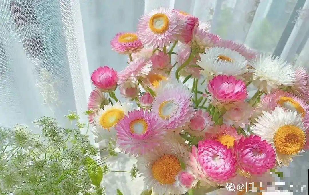 把花剪下来，倒挂几天风干，就能变成永生花！