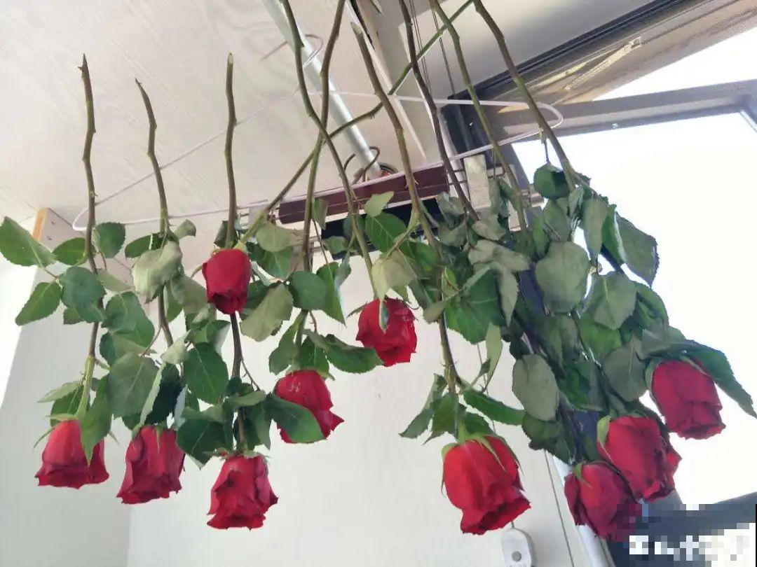 把花剪下来，倒挂几天风干，就能变成永生花！