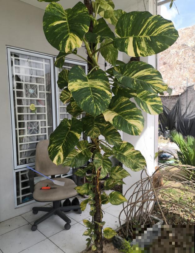 绿萝养久了,居然变成了龟背竹,还开背了? 绿萝养久了,居然变成了龟背竹,还开背了?