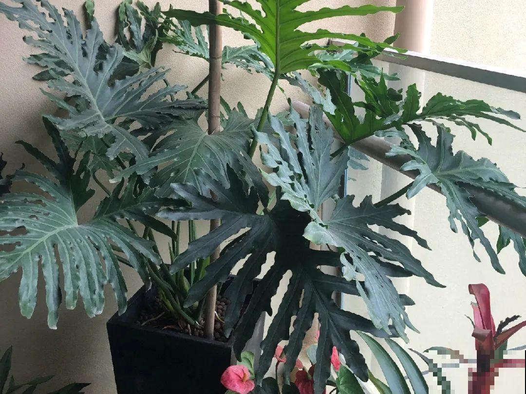 24种植物“净化器”,每个房间养一盆,太值了! 24种植物“净化器”,每个房间养一盆,太值了!