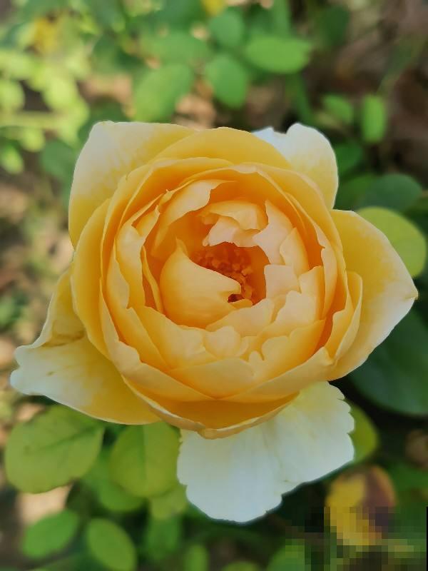 9月份逛花市,10块钱就能入手的花,赶紧养起来吧 9月份逛花市,10块钱就能入手的花,赶紧养起来吧