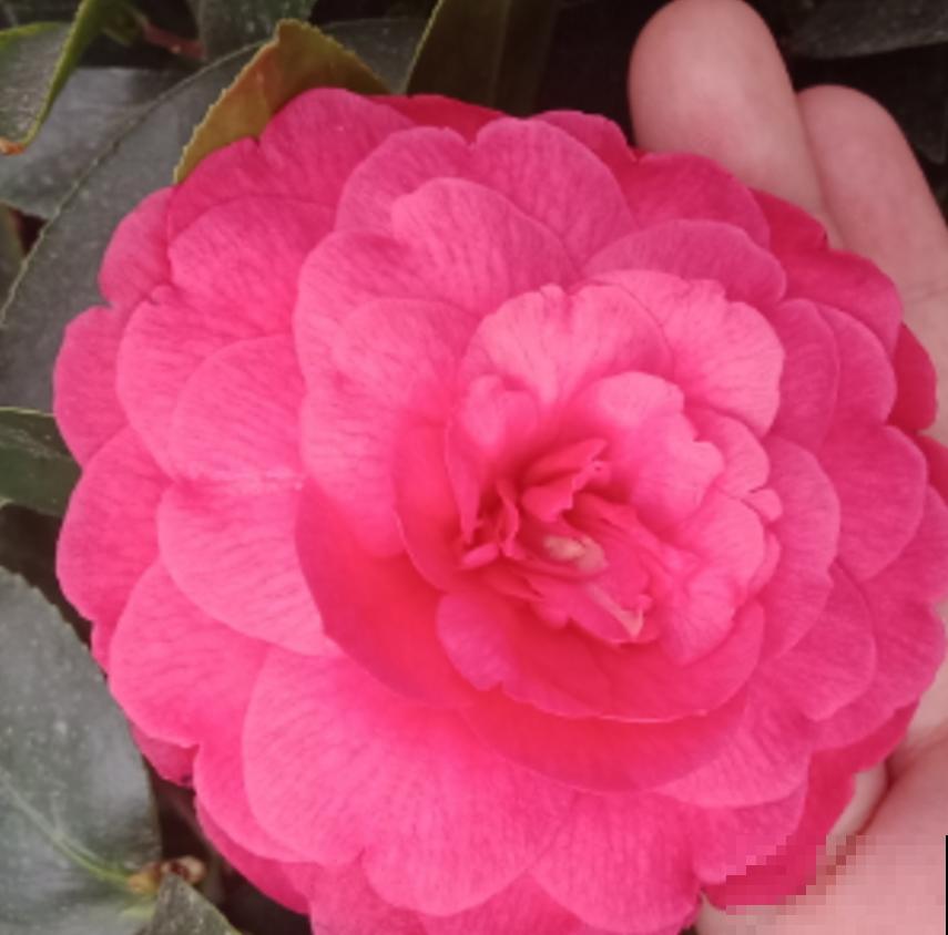 秋天修剪要慎重,这4种花不能随便剪,剪了就后悔! 秋天修剪要慎重,这4种花不能随便剪,剪了就后悔!