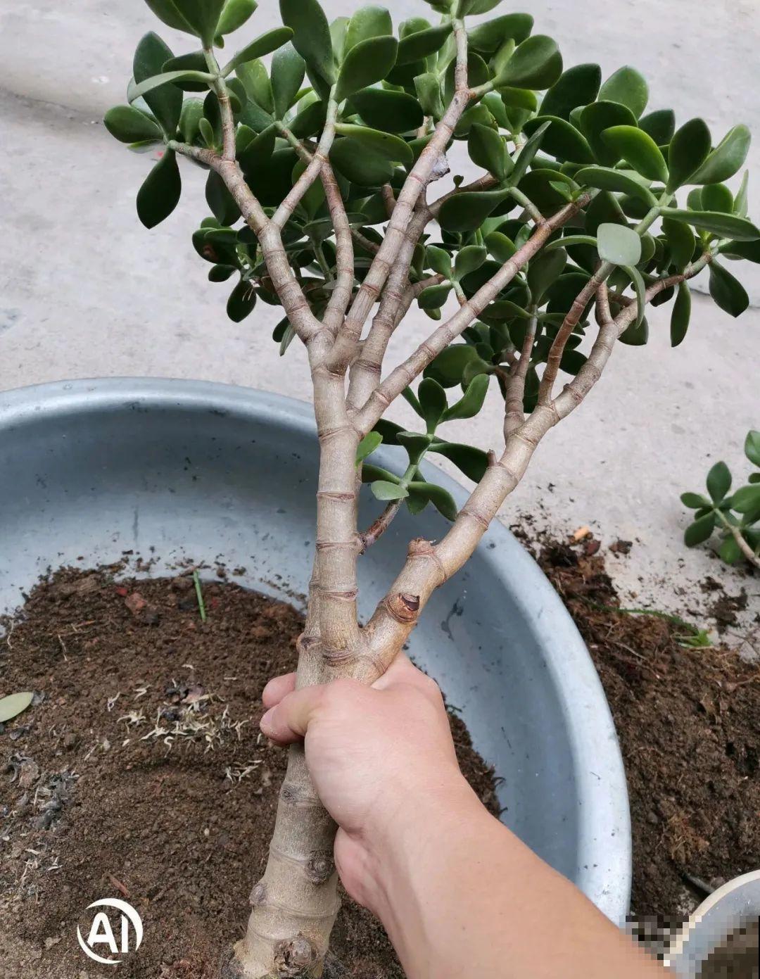 秋凉容易生虫子，月季招来害虫，必须赶紧换盆