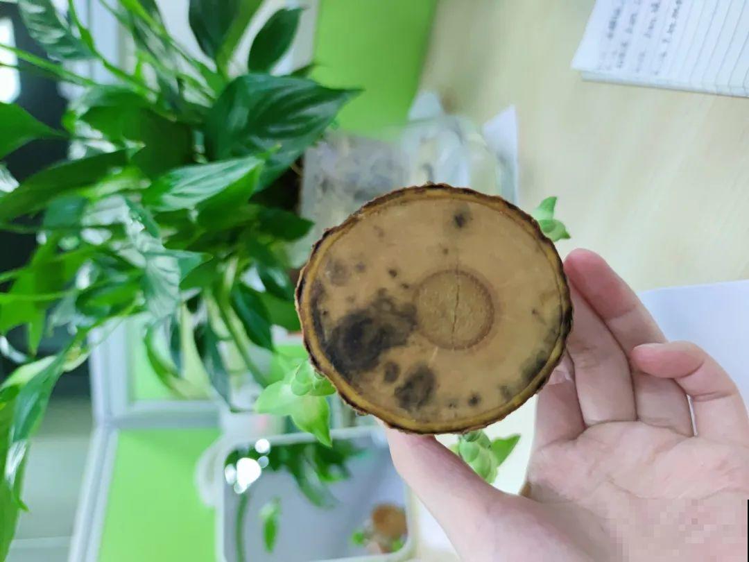 网红“巴西木”丢水里,1个月发霉了,咋办? 网红“巴西木”丢水里,1个月发霉了,咋办?