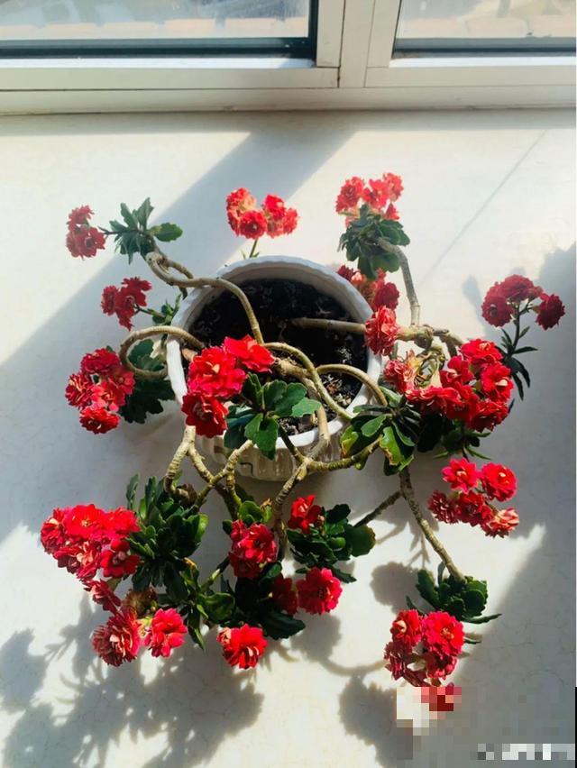 8种花要舍得掐,才能越长越旺盛 8种花要舍得掐,才能越长越旺盛