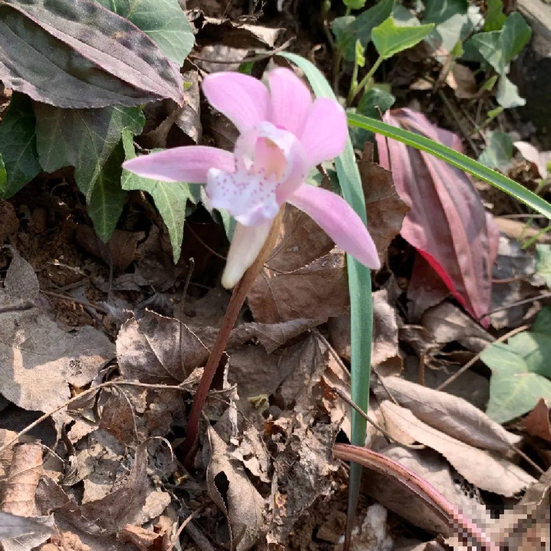 山上的雪莲,说摘就摘? 山上的雪莲,说摘就摘?