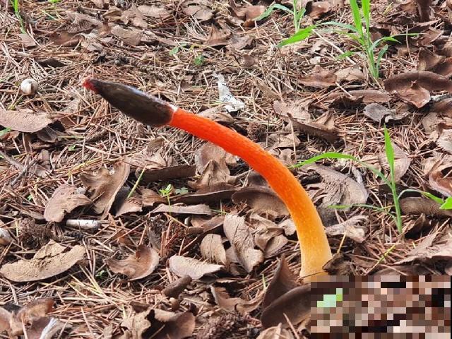 20种毒蘑菇，遇到千万别碰，贪吃必送医院！