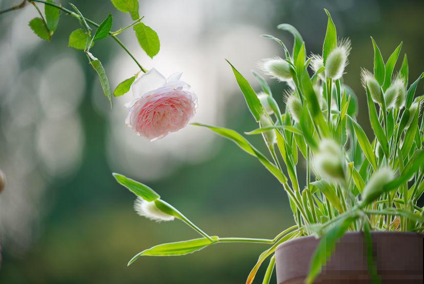 养这5种可爱绿植,毛茸茸的,绿植界萌宠担当! 养这5种可爱绿植,毛茸茸的,绿植界萌宠担当!