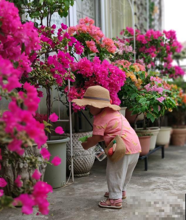 20平的小楼顶，养了100多盆三角梅，花团锦簇美不胜收！