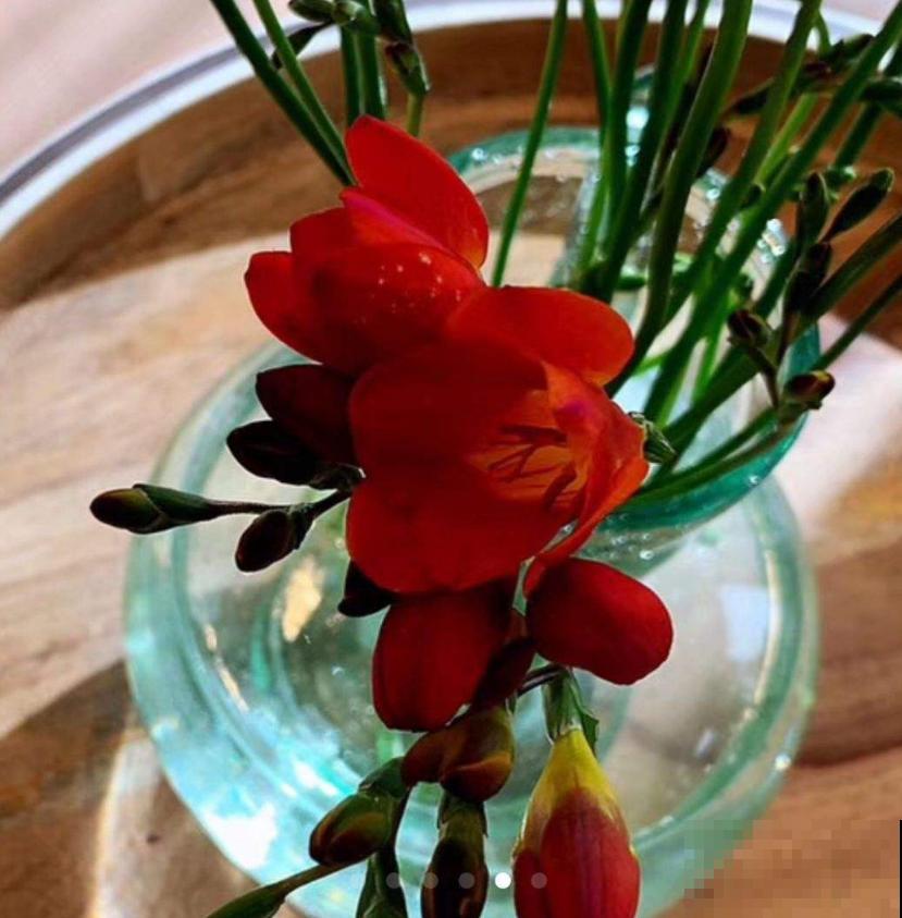 那些被你扔掉的香雪兰种球,栽土里还能活,不看亏大了! 那些被你扔掉的香雪兰种球,栽土里还能活,不看亏大了!