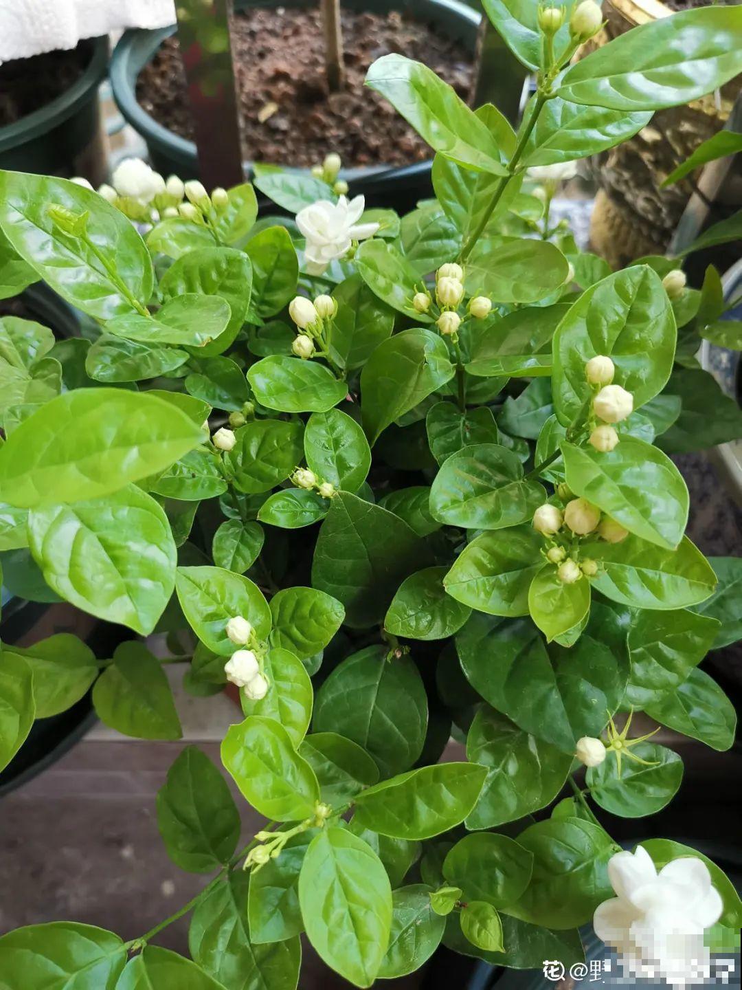 7种花,全是骗人的,白花冤枉钱! 7种花,全是骗人的,白花冤枉钱!