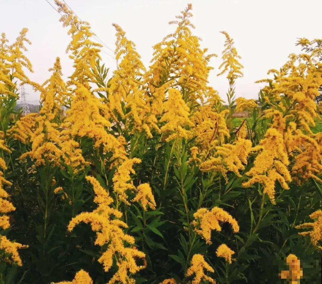 38种入侵植物,全村出来挖,挖完又长一大片 38种入侵植物,全村出来挖,挖完又长一大片