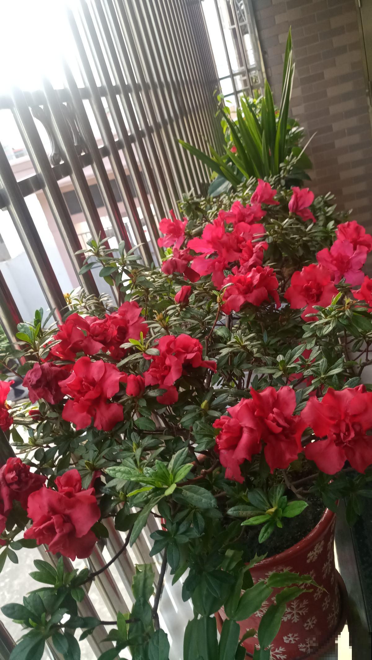 网购花买回家，5个要点要注意，不然花都死光了