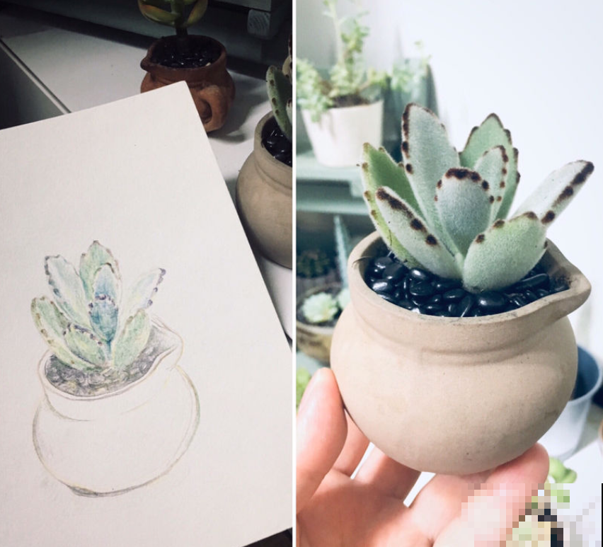 天生长毛的多肉，叶子毛绒绒，比玩具熊还可爱