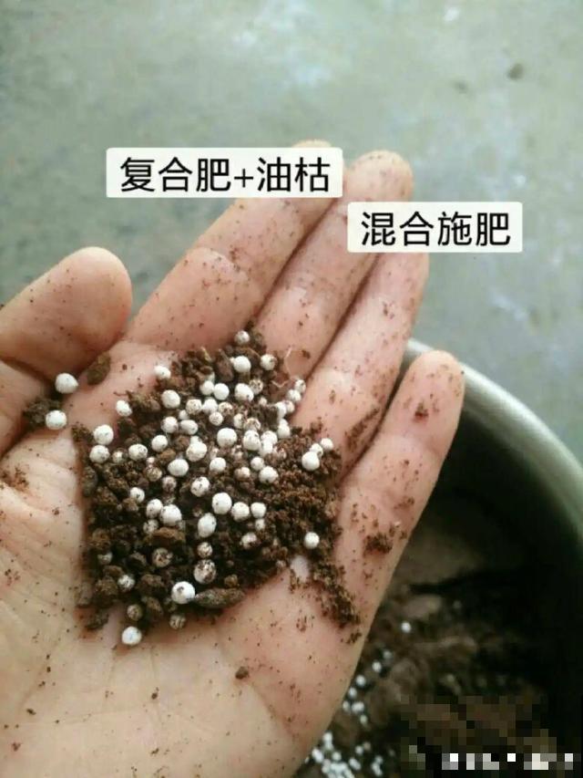 养根的3个小方法,照着一步步做,根能撑爆盆! 养根的3个小方法,照着一步步做,根能撑爆盆!