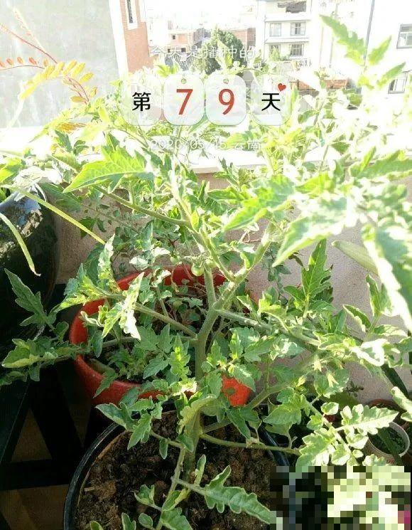 西红柿、玉米……埋土里，7天长成小森林，结出果子一大筐！