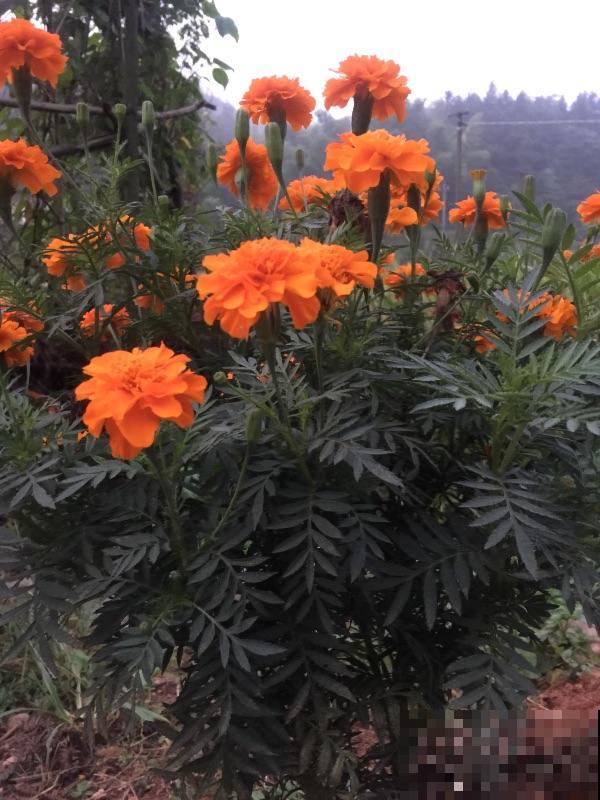 秋蚊子最厉害，家里养盆驱蚊草，蚊虫跑光光