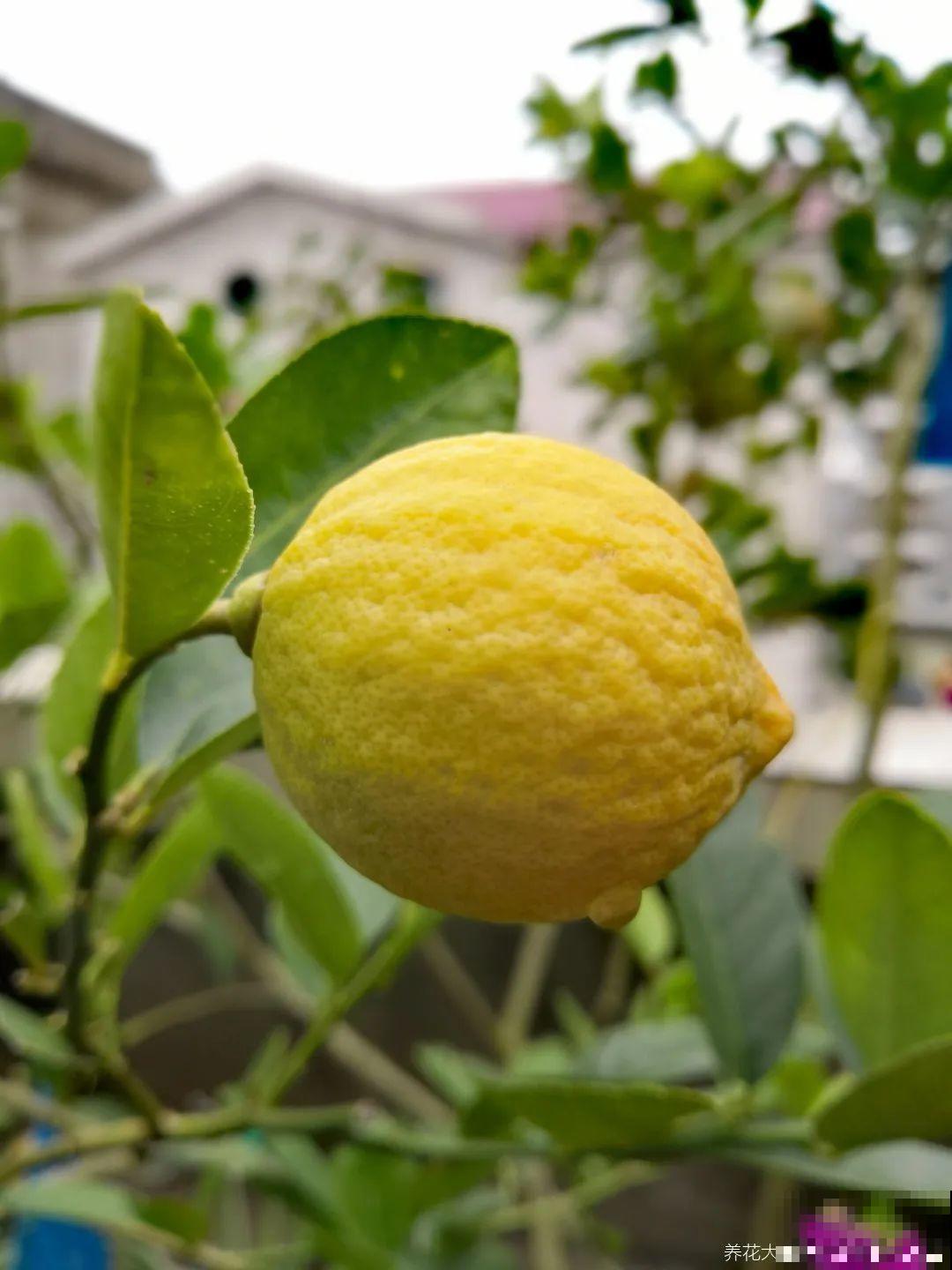 西红柿、玉米……埋土里，7天长成小森林，结出果子一大筐！